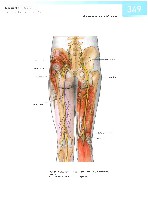Sobotta  Atlas of Human Anatomy  Trunk, Viscera,Lower Limb Volume2 2006, page 356